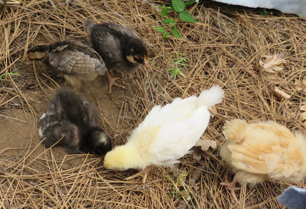 5-chicks-dustbath1_062115