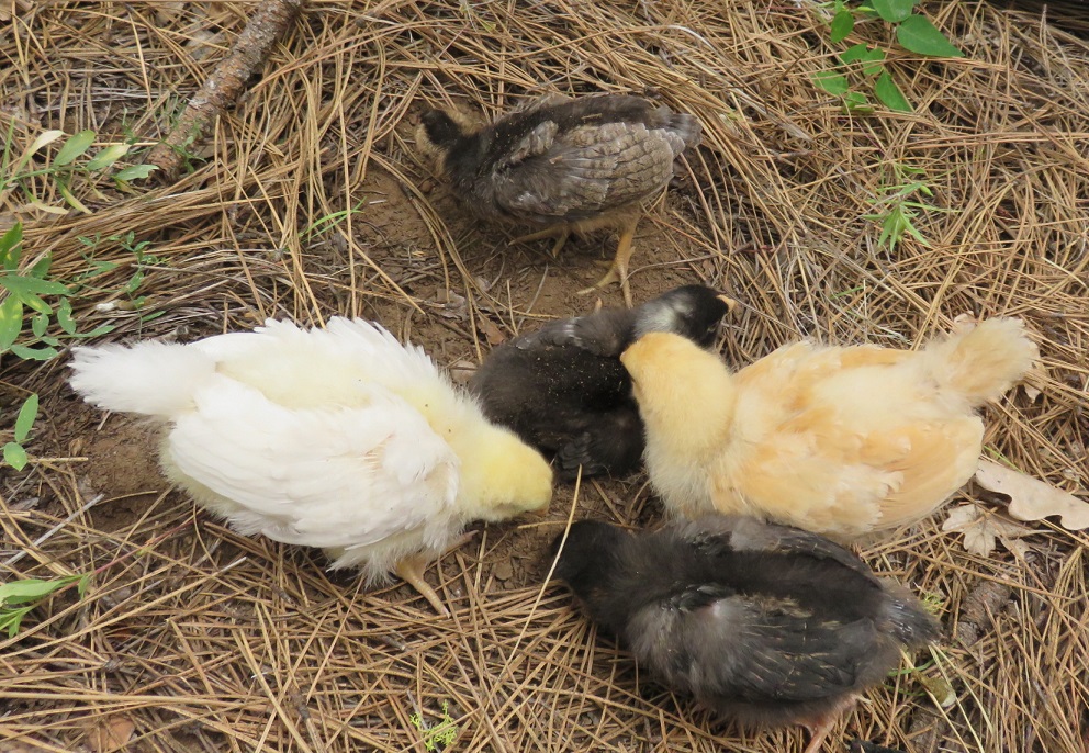 5-chicks-dustbath2_062115