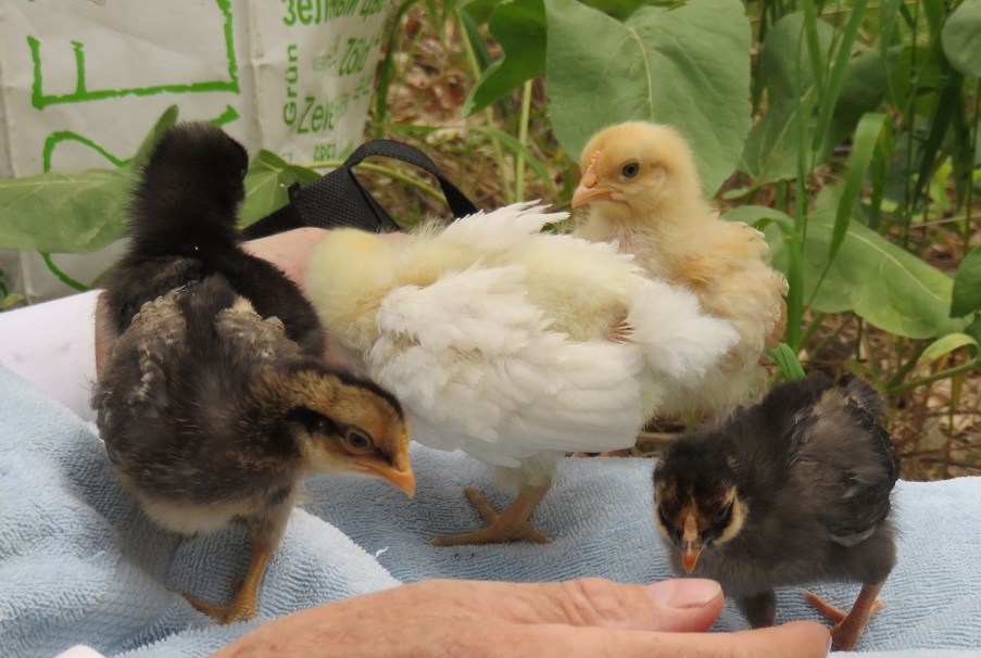 5-chicks-on-lap2_062115