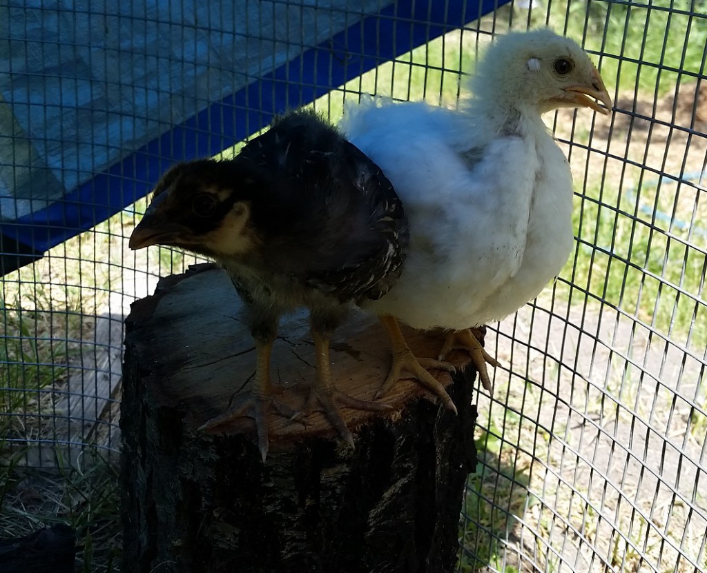 Dori-Sophie-on-stump-1_062915