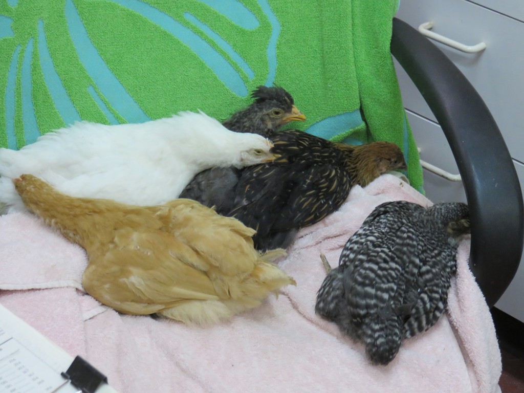 5-Chick-nap_072515-1