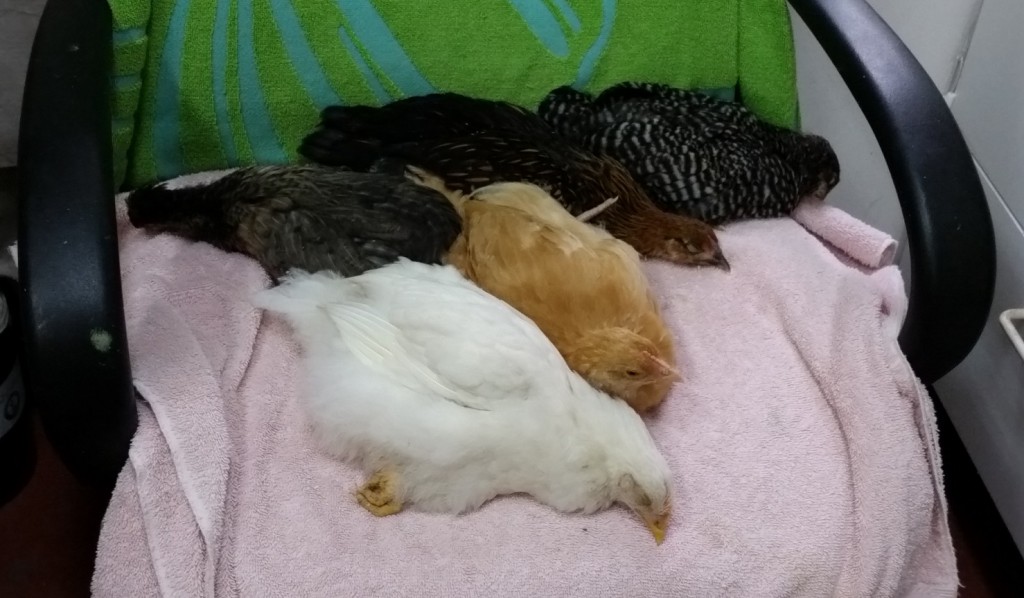 5-chicks-nap_072615-small