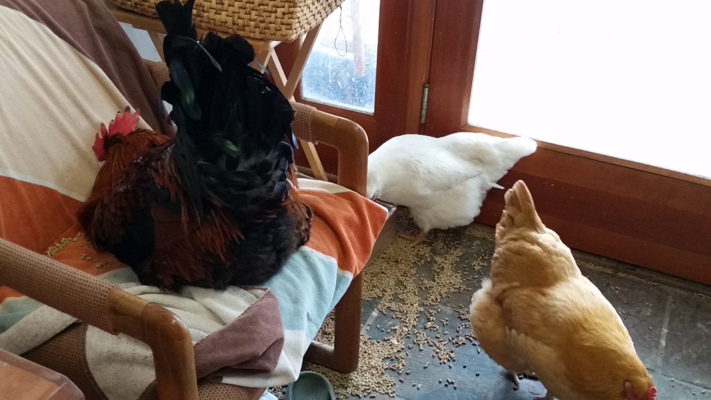 Leo napping on the chair while other chickens are snacking in the house